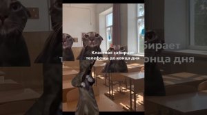 Пов: как проходит мой день #коты #мем