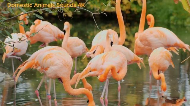 Funny animals, animal sounds: Bear, Otter, Tiger, Elephant, Sheep, Donkey, Rabbit, Lion, Tortoise смотреть онлайн