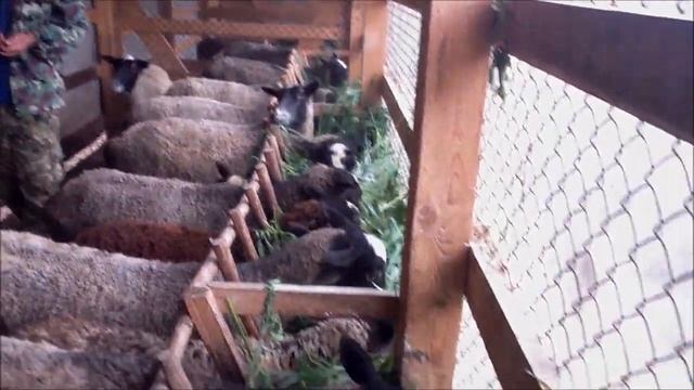 КФХ "Рассвет" смотреть онлайн