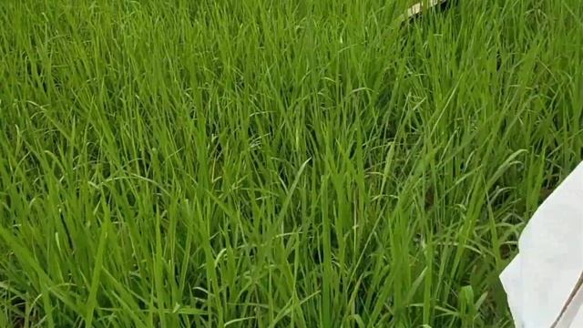 GRABE ITO PALA ANG GAMIT NITO SA PALAYAN!!! смотреть онлайн