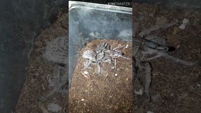Idiothele Mira (blue foot baboon tarantula) mating смотреть онлайн