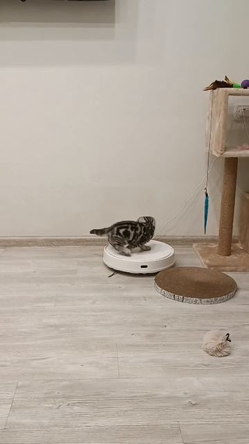 Прокатилась на пылесосе