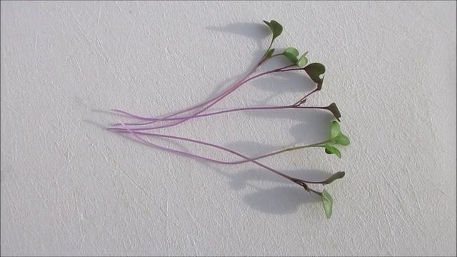How To Grow Kohlrabi Microgreens The IHG Method