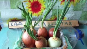 Как вырастить зелёный лук у себя дома