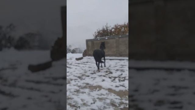 Таджикский лошад имя Напалё смотреть онлайн