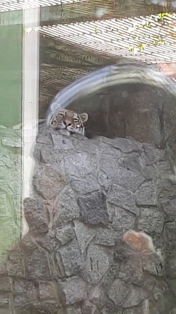 Амурский тигр в Питербуржском зоопарке !