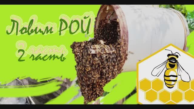 ЛОВИМ ПЧЕЛИНЫЕ РОИ (2 часть) смотреть онлайн