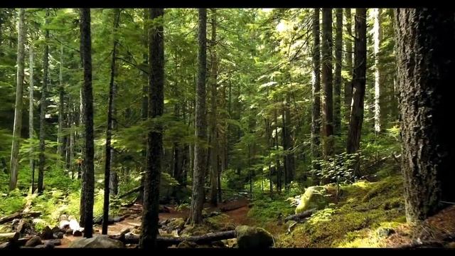 SPA & Meditation Music