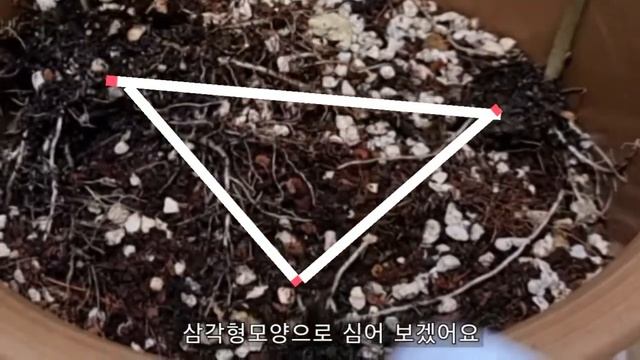 칼라디움 분갈이 꿀팁! / 알뿌리 하나로 번식시도?! / 놓치지 않을꺼야♡ смотреть онлайн