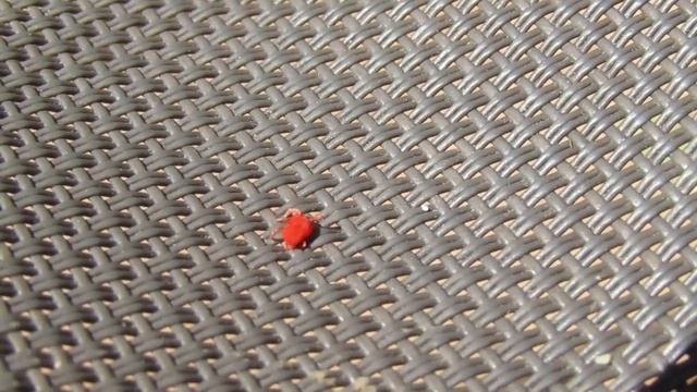 Acarien Trombidion soyeux смотреть онлайн