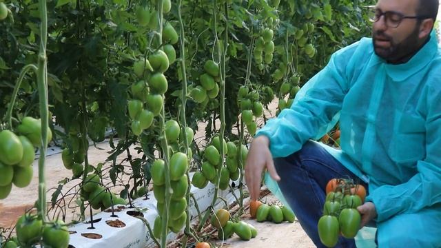 Pomodoro Plum TIBURON, azienda agricola Agnello Biagio, Santa Croce Camerina (RG) смотреть онлайн