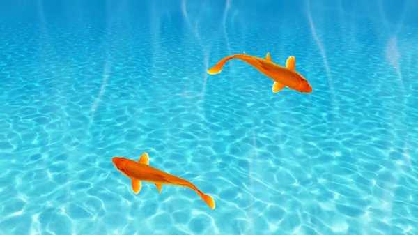 Игра для кошек, котов и котят! На экране резвые рыбки плавают для вашей кошки!