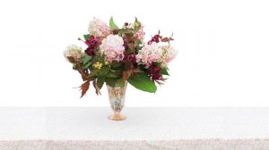 The Family Tree Garden Center: Fire Light Hydrangea