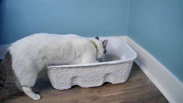 Top 7 Best Affordable Cat Litter Boxes (We Tried Them)