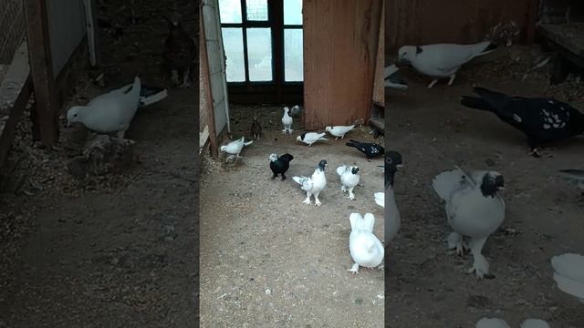 уборка и банный день у голубей для профилактики от пухопероеда