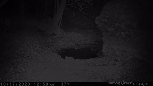Shale Creek Watering Hole 15 Hour Compilation смотреть онлайн