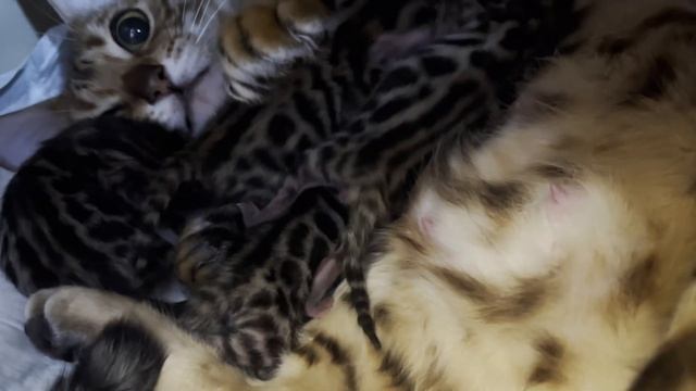 Милана и котята#котики#малыши#котята#бенгалы#дети#кошки #девчонки#деффчонки#камила#бенгальскаякошка смотреть онлайн