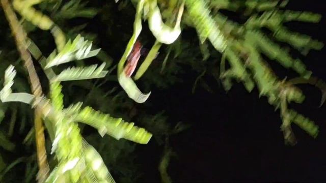 EPIC Monsoon Season Ant Hunting! Amazing Finds!! Anting Vlog #11