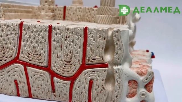 Анатомическая модель структура костной ткани в увеличении смотреть онлайн