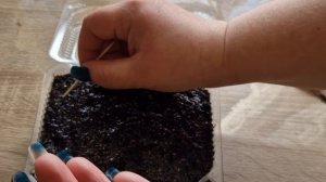 Как сажать физалис. Как вырастить физалис из семян