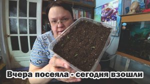 Томаты взошли на следующий день. Что делать дальше?