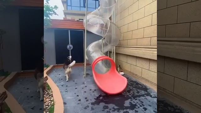 Animal Fun | DOGS Are Playing On Slide смотреть онлайн