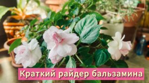 Бальзамин не хочет цвести? Учтите некоторые нюансы содержания и будет вам счастье!