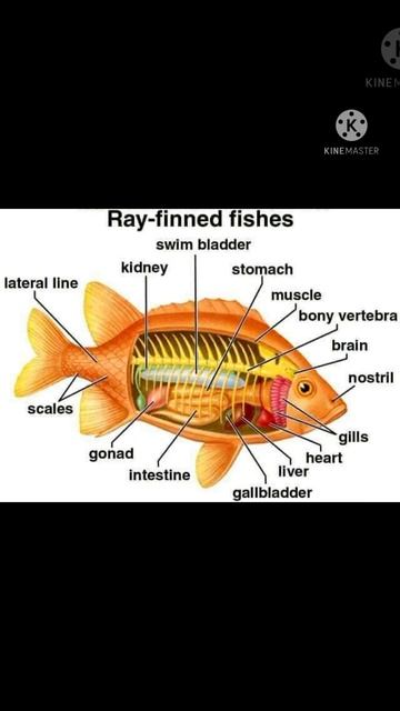 Parts of Fish 🐠🐠🐠, All 🐟 fishes belongs to Phylum- Chordata. смотреть онлайн