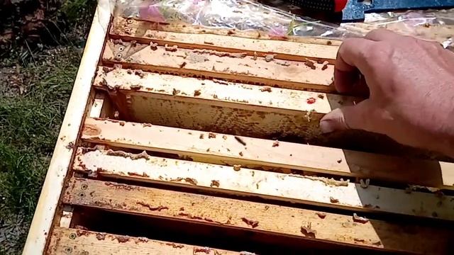 Кормить или не кормить слабые семьи после безвзятка? смотреть онлайн