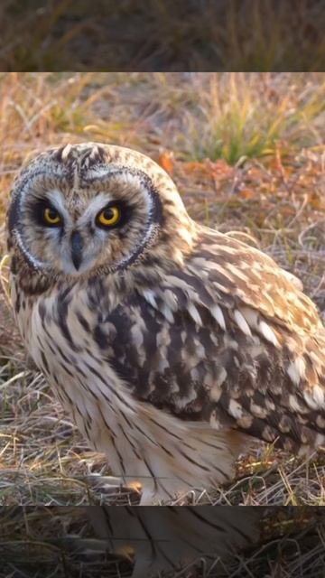 Short Eared Owl Sounds pt.7 смотреть онлайн