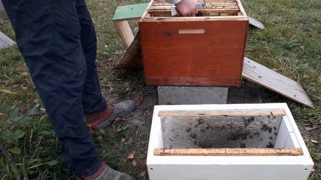 Пересадка слабых отводков в шестирамочники ППС. смотреть онлайн