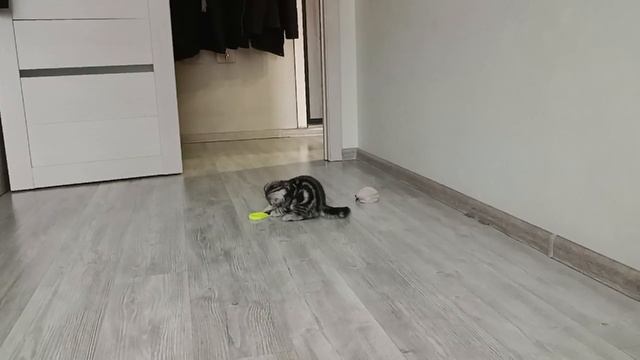 Зверское нападение на игрушку