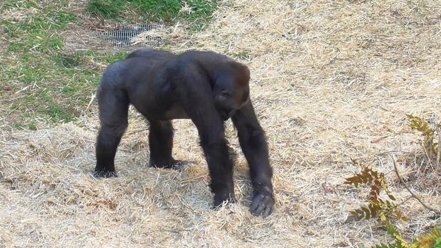 Gorillas splashing straw on each other #1 "Shabani vs. Annie, Kiyomasa vs. Annie" смотреть онлайн