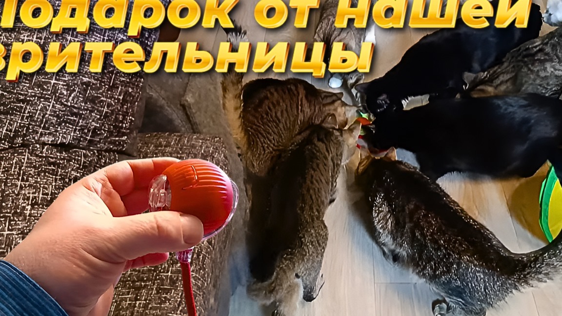 Подарок от нашей зрительницы. смотреть онлайн