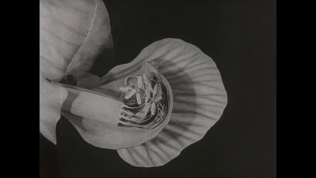 Plant Growth (1931) смотреть онлайн