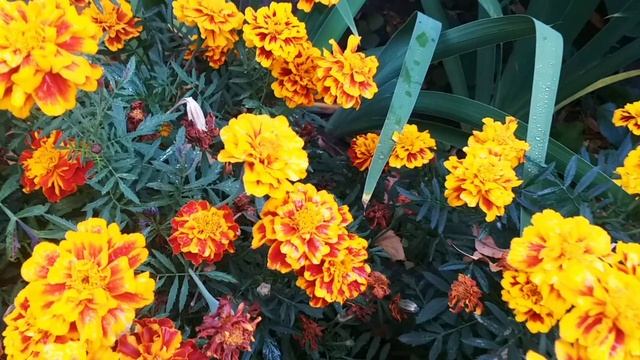 Мои цветы во дворе. смотреть онлайн