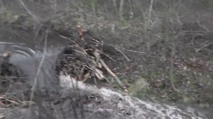 Бобры уничтожение плотины