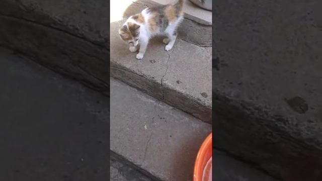 Кошка играет с водой смотреть онлайн