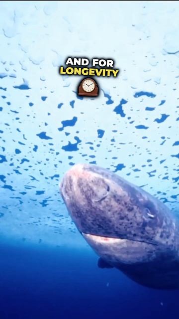 Fastest, Deadliest, and Longest Living Creatures o смотреть онлайн