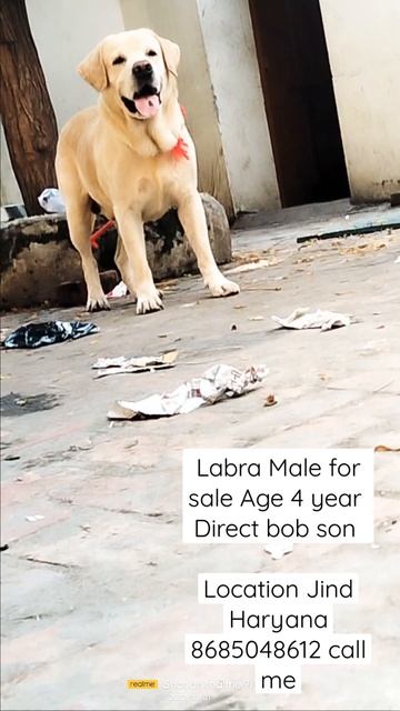 Labra Male for Sale location Jind Top fast mating nd result смотреть онлайн