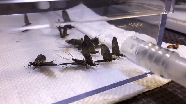 パラポネラ飼育日記 その16 羽虫を大量に与える 【Paraponera clavata】 смотреть онлайн