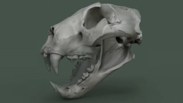 Panthera spelaea reconstruction смотреть онлайн