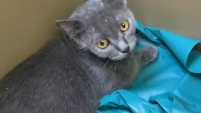 Die verlassene Katze fiel um und begann in Krämpfen zu schlagen.. Alle hofften auf ein Wunder смотреть онлайн