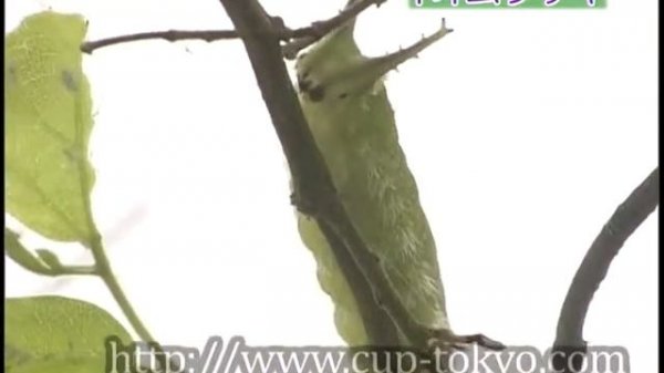 オオムラサキ　産卵・ハッチアウト　Sasakia charonda　Laying eggs