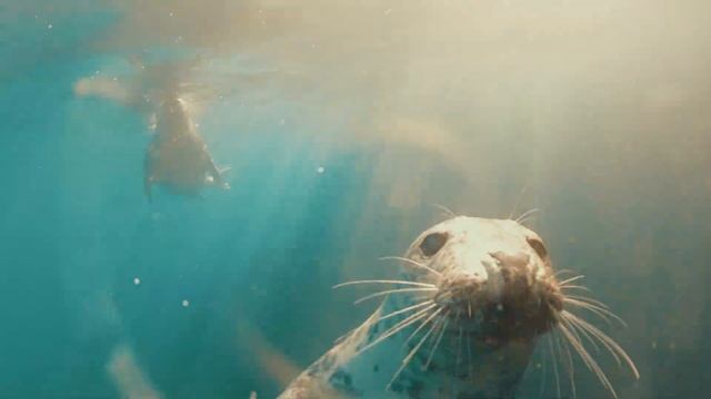 Great dive with the seals at lundy Island смотреть онлайн