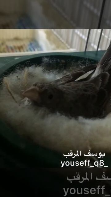 طائر الياسمين قري x الموزمبيقي grey singing finch x serin mozambique смотреть онлайн
