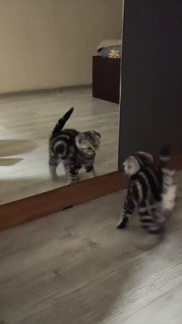 Волосы и зеркало