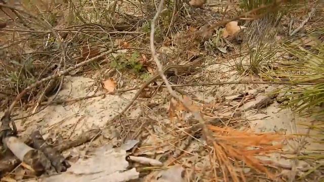Ящерица (lizard) смотреть онлайн