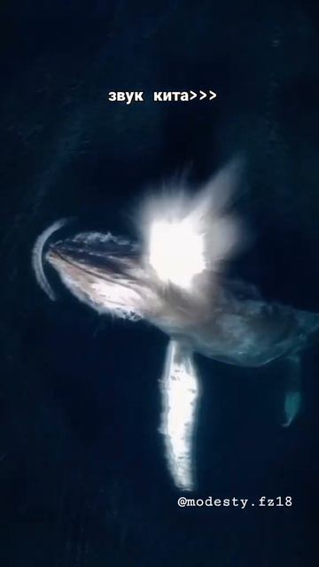 звук кита🐳. 52 герца Одинокий Кит смотреть онлайн