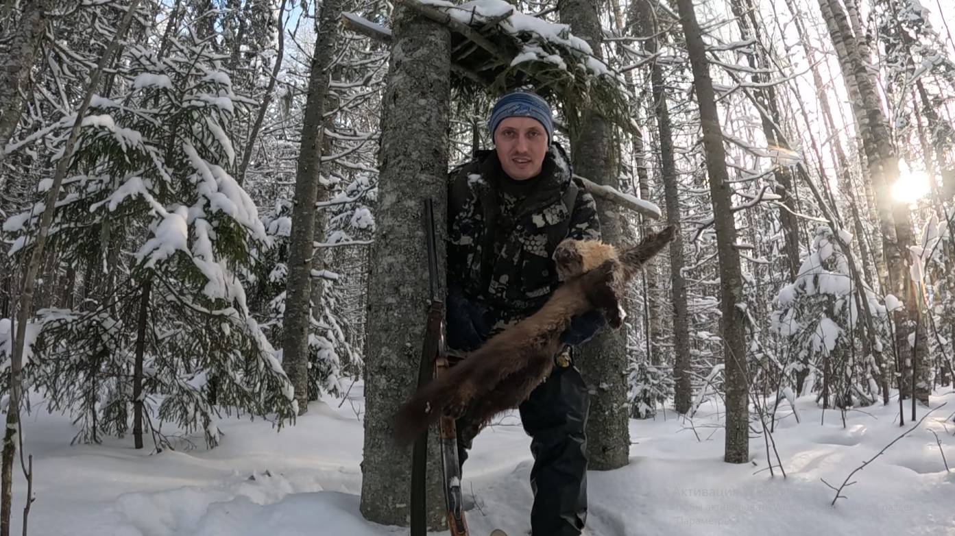 Промысловая охота на куницу! Закрыл путики! Куница стала попадать... смотреть онлайн